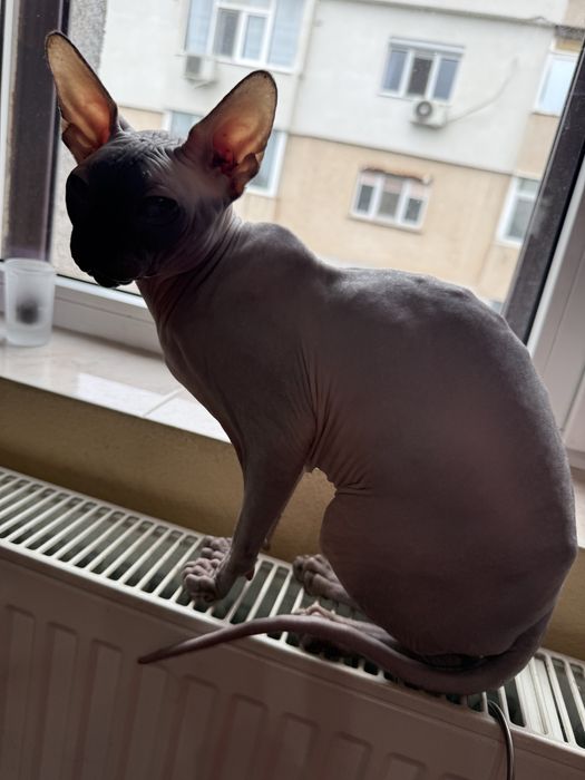 Vand pisica Sphinx elf blue rasa pura fara par motanel