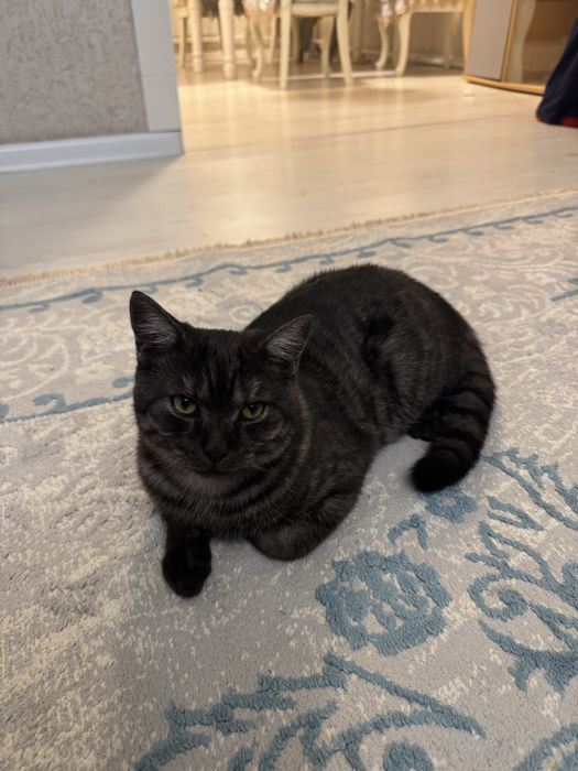 Котенок 6месяцев