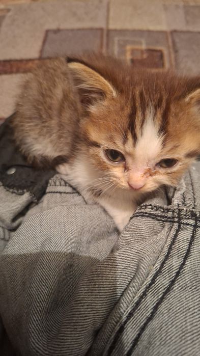 Кошечка породы скотиш страйт