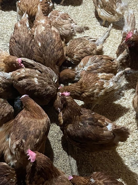 Продаётся куры несушки