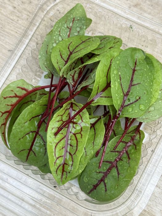 Plante aromatice şi mictoplante