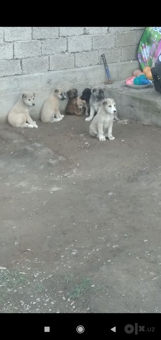 Шеночки алабаев чистокровные