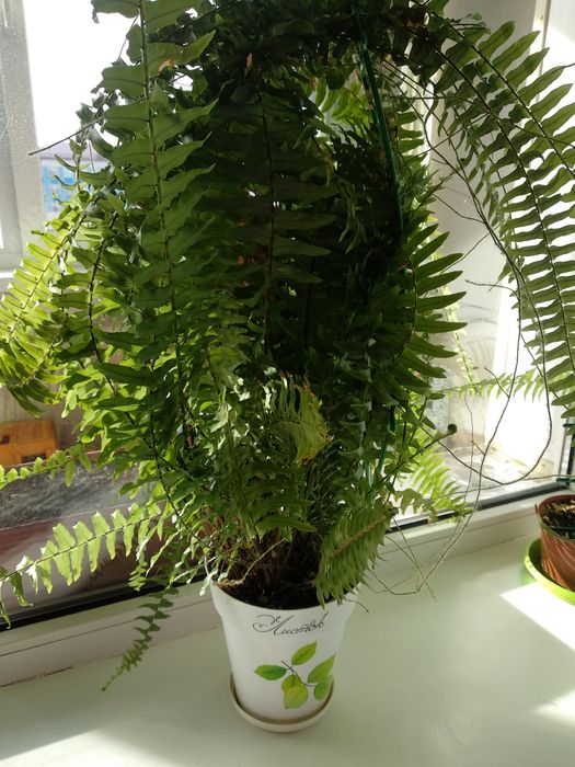 Продам папоротник. Район КШТ.