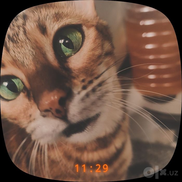 Bengal qiz mushuk