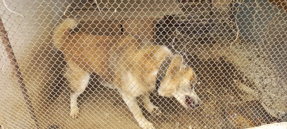 Алабай Арчи чистокровный