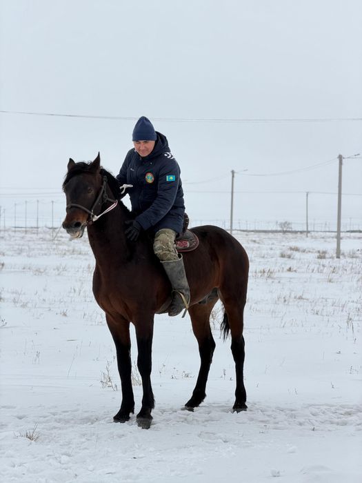 Айғыр сатылады 8жасар