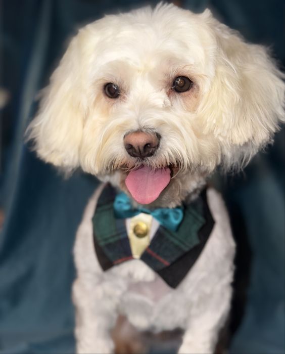 Tune catei bragadiru