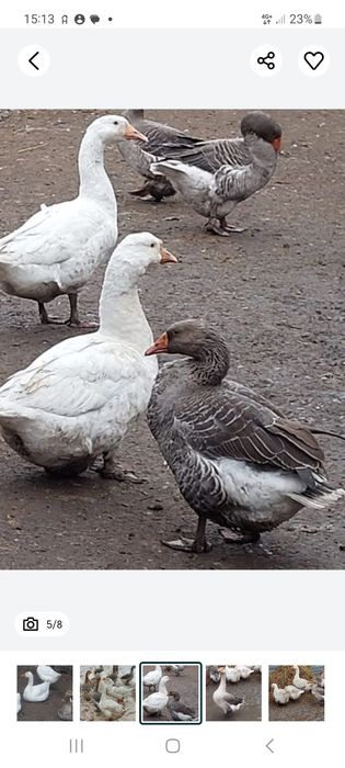 Гуси  домашние  молодые