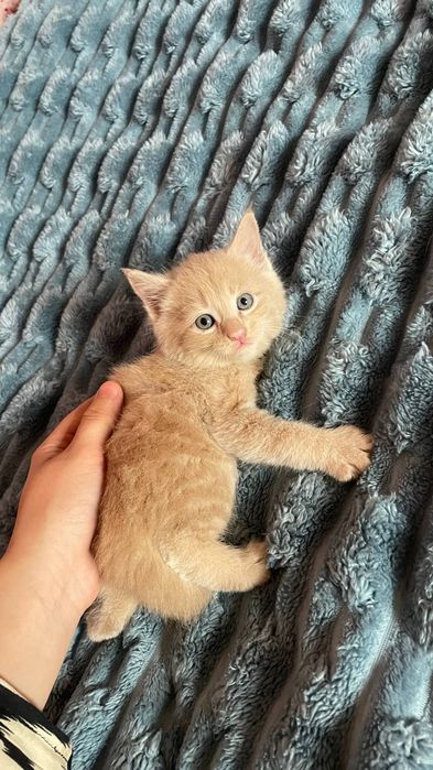 Продаются котята