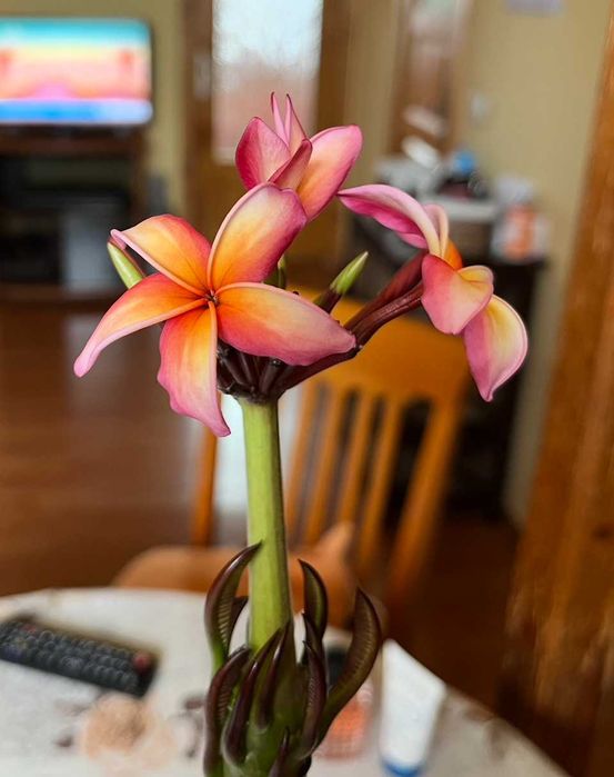 Плумерия (Frangipani) – Хавайско цвете
