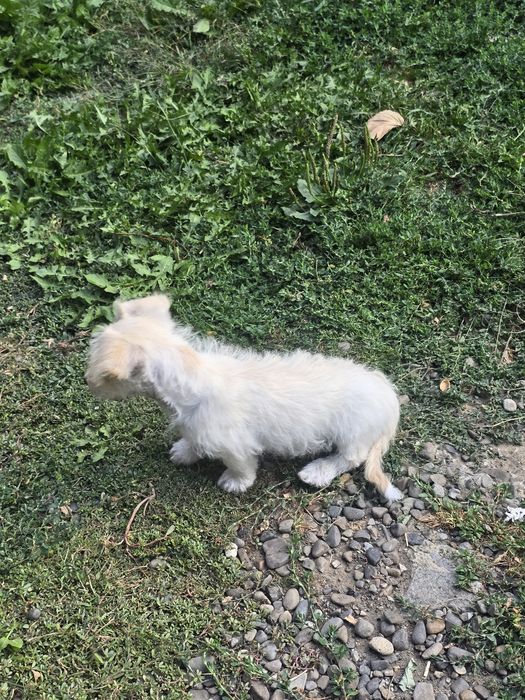 Pui bichon maltez