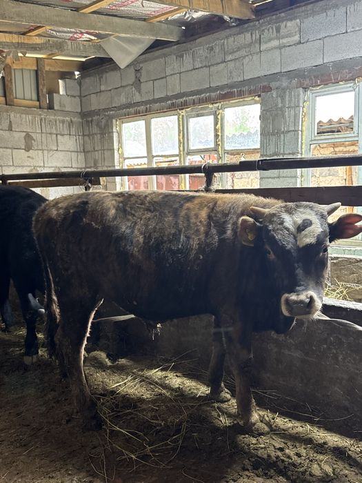 Продается бычки откорм