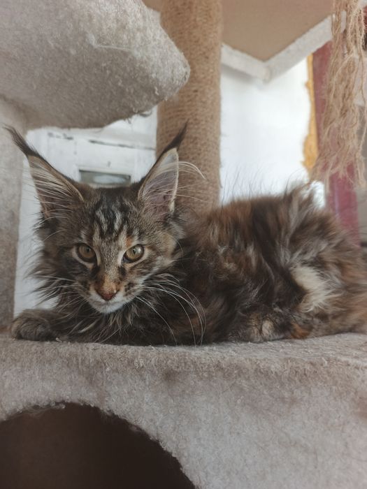 Котята Мейн Кун девочка  и мальчики