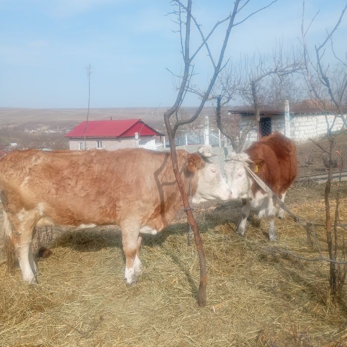 Vând vacă și o junică