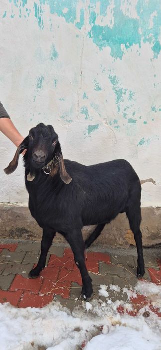 Țap anglonubian de vânzare