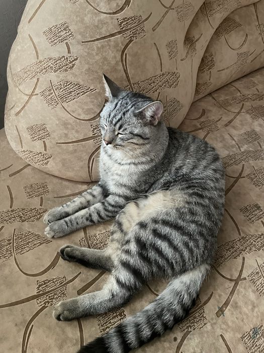 Отдам кота в хорошие руки