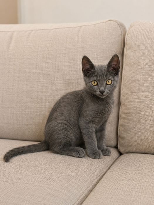 Котёнок девочка ищет семью!