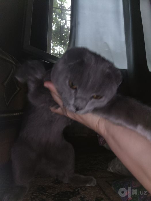 Продается котенок породы вислоухий