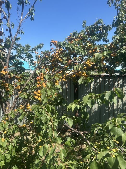 Продам дом и магазин