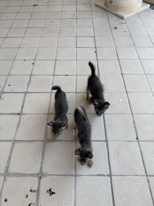 3-оя Котят отдаю в надежные руки