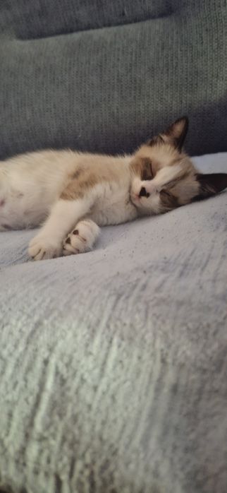 Котенок в добрые руки