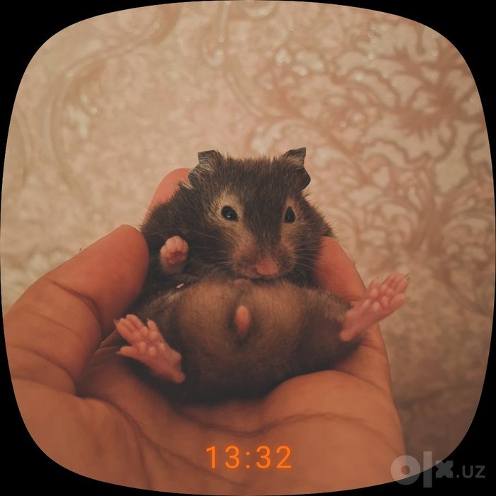 Хомякчалар сотилади