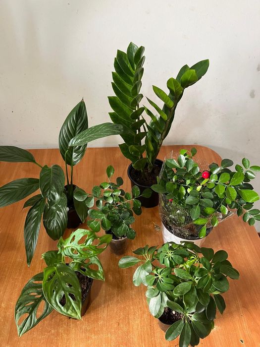 Комнатные растения