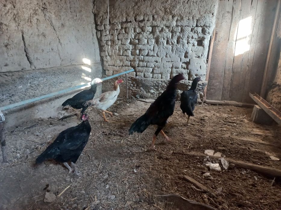 Дакан семейка шоже