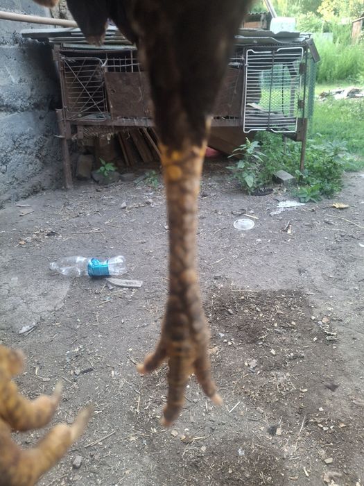 Продам 2 ве тулячки даканы
