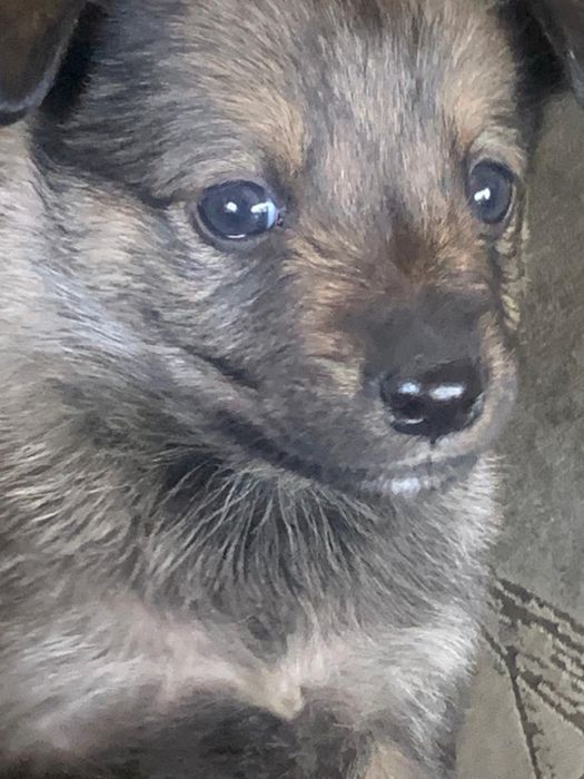 Отдам щенков в добрые руки