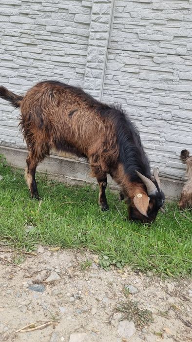 Vand 3 capre cu 5 iezi si 1 tap de anul trecut