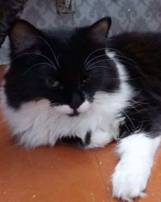 Отдам кошку срочно