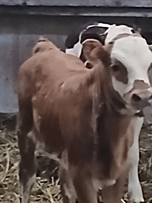 Vand vaca cu vitel