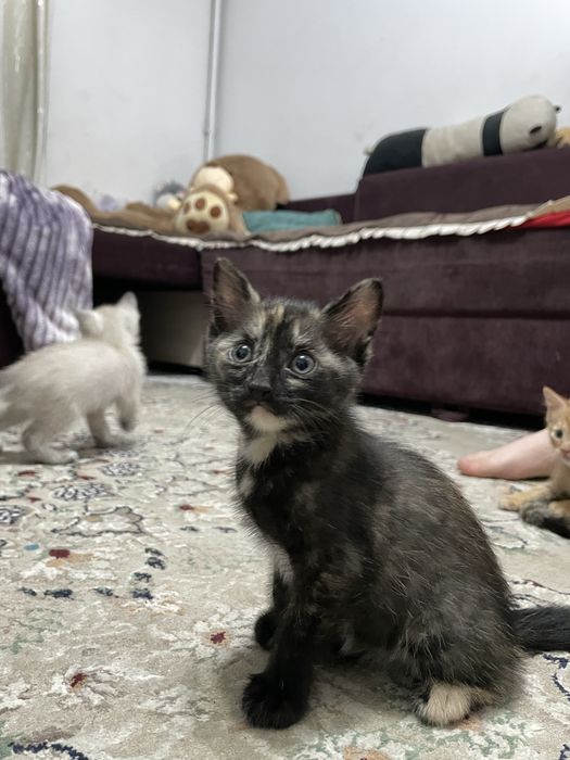 Котенки бесплатно