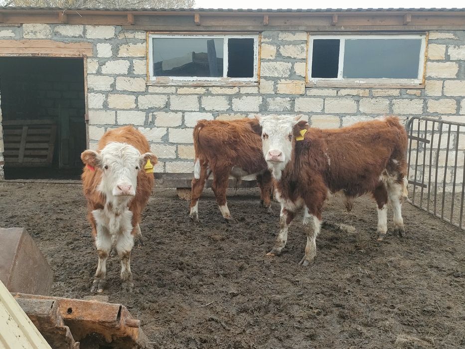 Еркек баспактарды сатам ,обмен