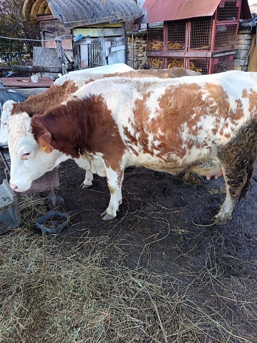 Vând junincă cu jital