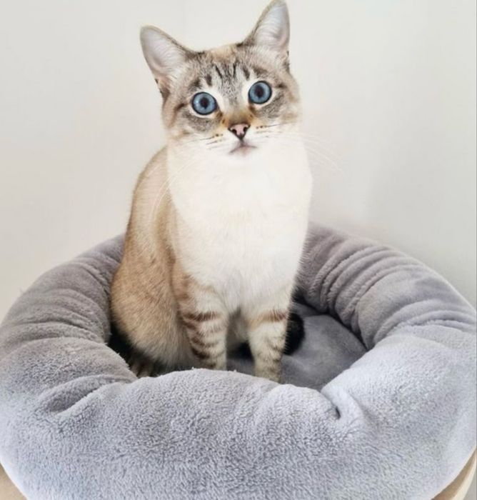 Найдена тайская кошка