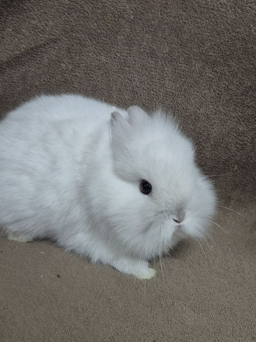 Подарявам клепоухо  Мини зайче