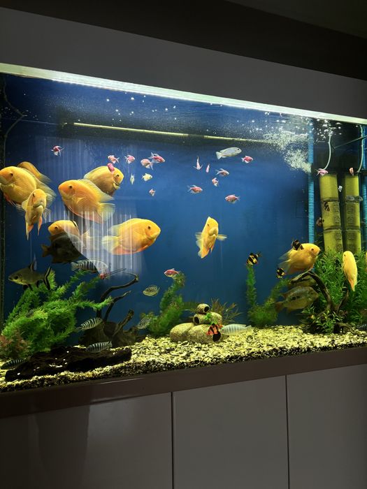 Большой аквариум+рыбы