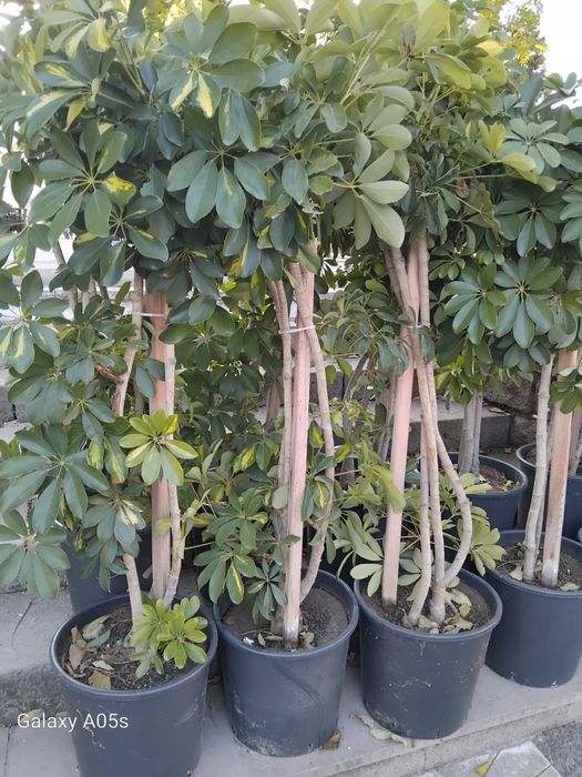 Продавам Шефлера / Schefflera 10 годишна, 170 см. височина, 10 броя