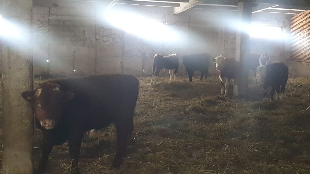 Продам откорм бычков