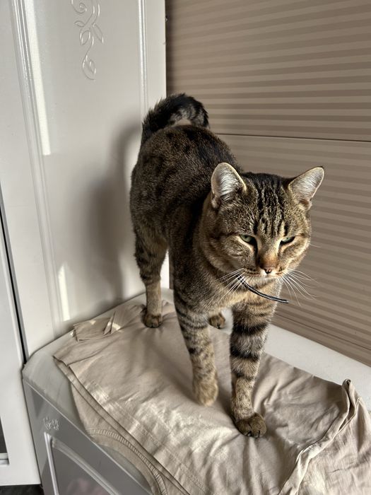 Отдам взрослого кота- мышелова