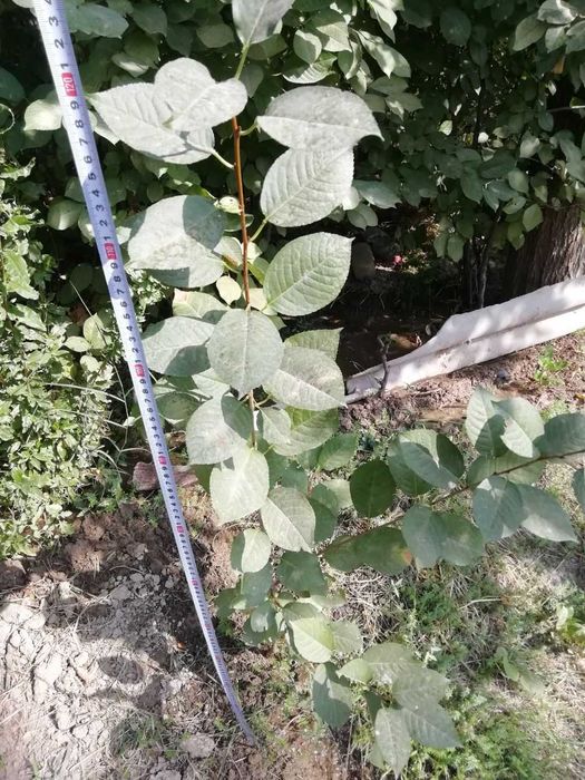 Инжир темный,саженцы вишни(плоды крупные), гранат, кампис, дуб, каштан