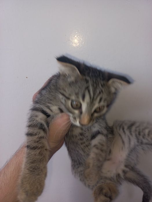 Отдам в добрые руки