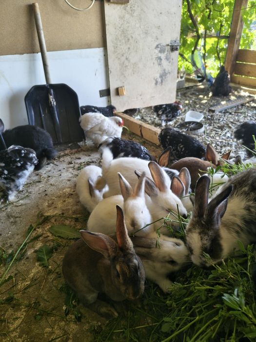 Iepuri pui și maturi