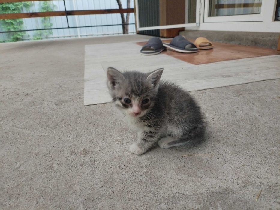 Отдам котят в добрые руки