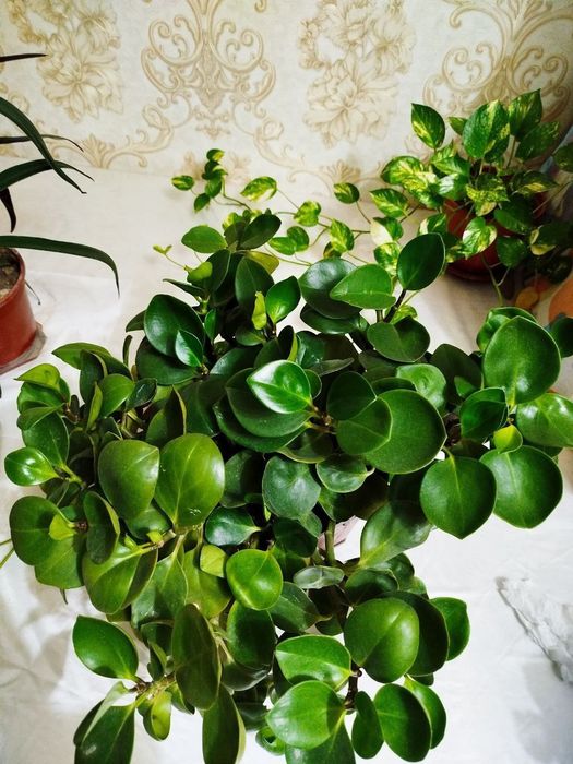 Peperomiya/пеперомия xonaki gul