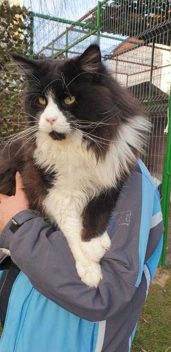 Felisa autorizata rasa Maine Coon