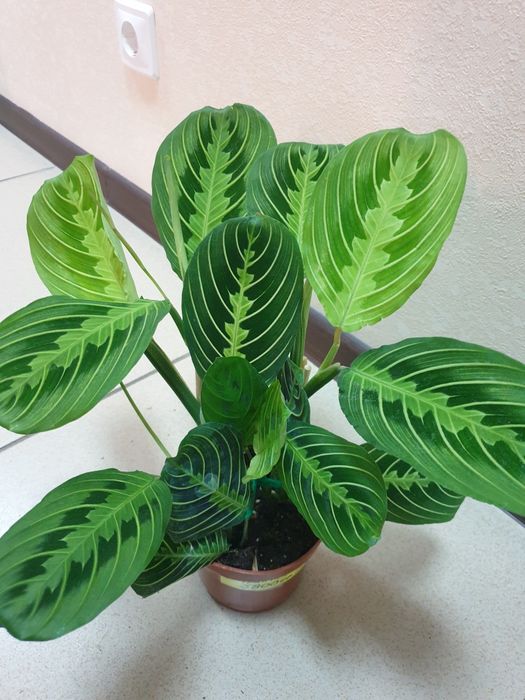 Продам комнатные цветы