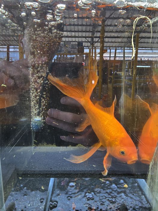 Золотые рыбки кометы вуалевые